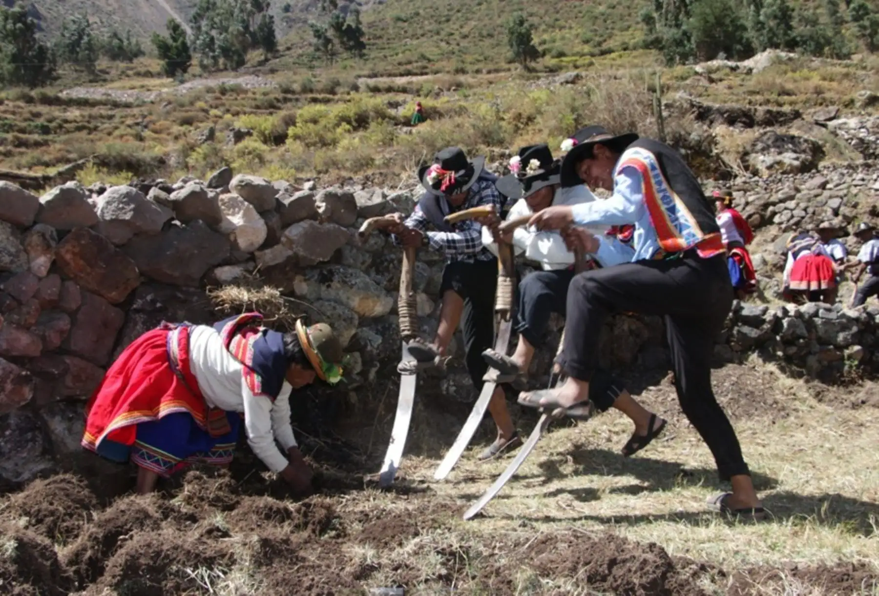 Productores agrarios cuentan con Seguro Agrícola Catastrófico: cubre S/ 1,000 por hectárea