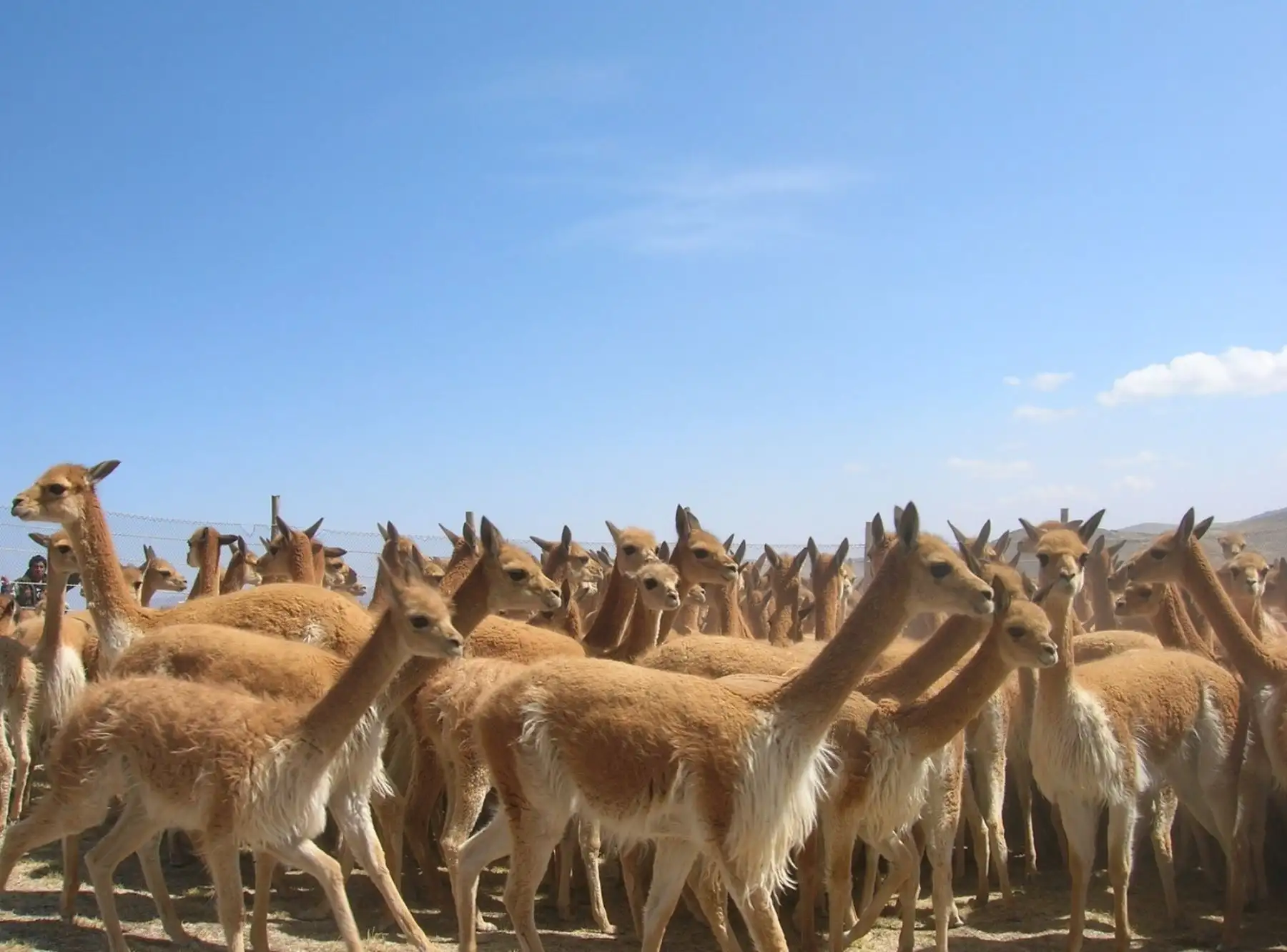 Población de vicuñas en áreas protegidas crece 41,2 % y se fortalece su conservación