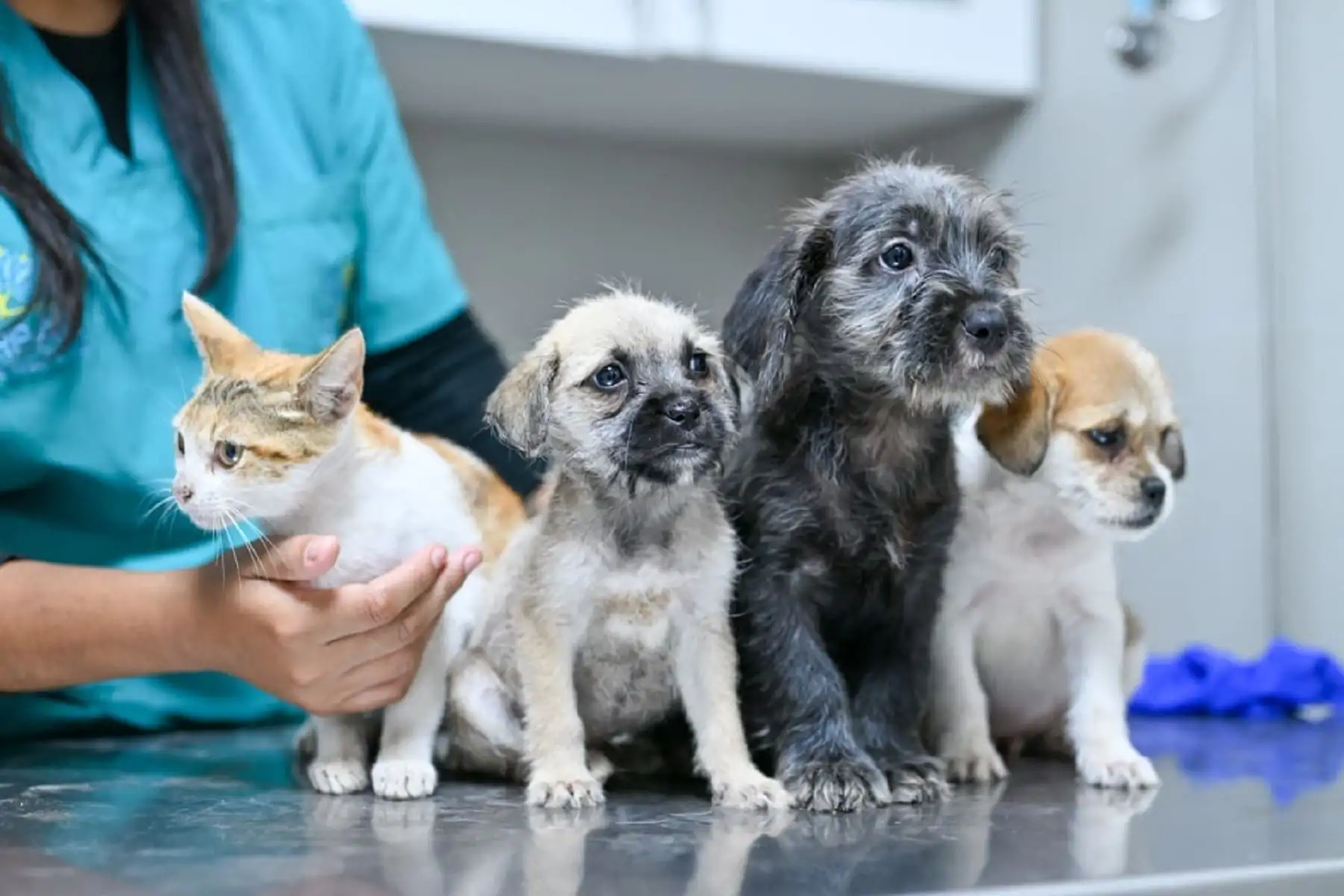 MML: cerca de 250 mascotas rescatadas ya fueron adoptadas mediante programa de Serpar