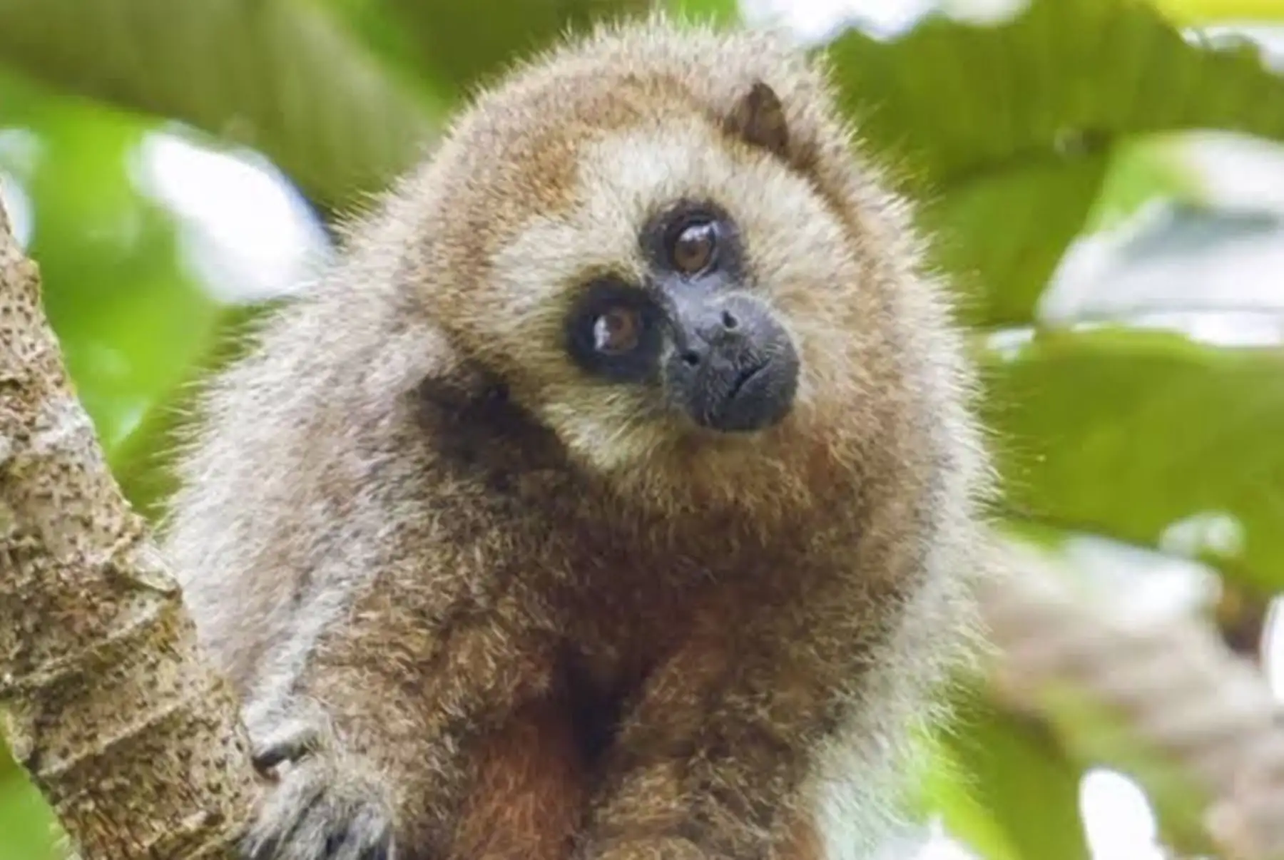 Moyobamba reconoce al mono tocón como especie emblemática para fortalecer su conservación