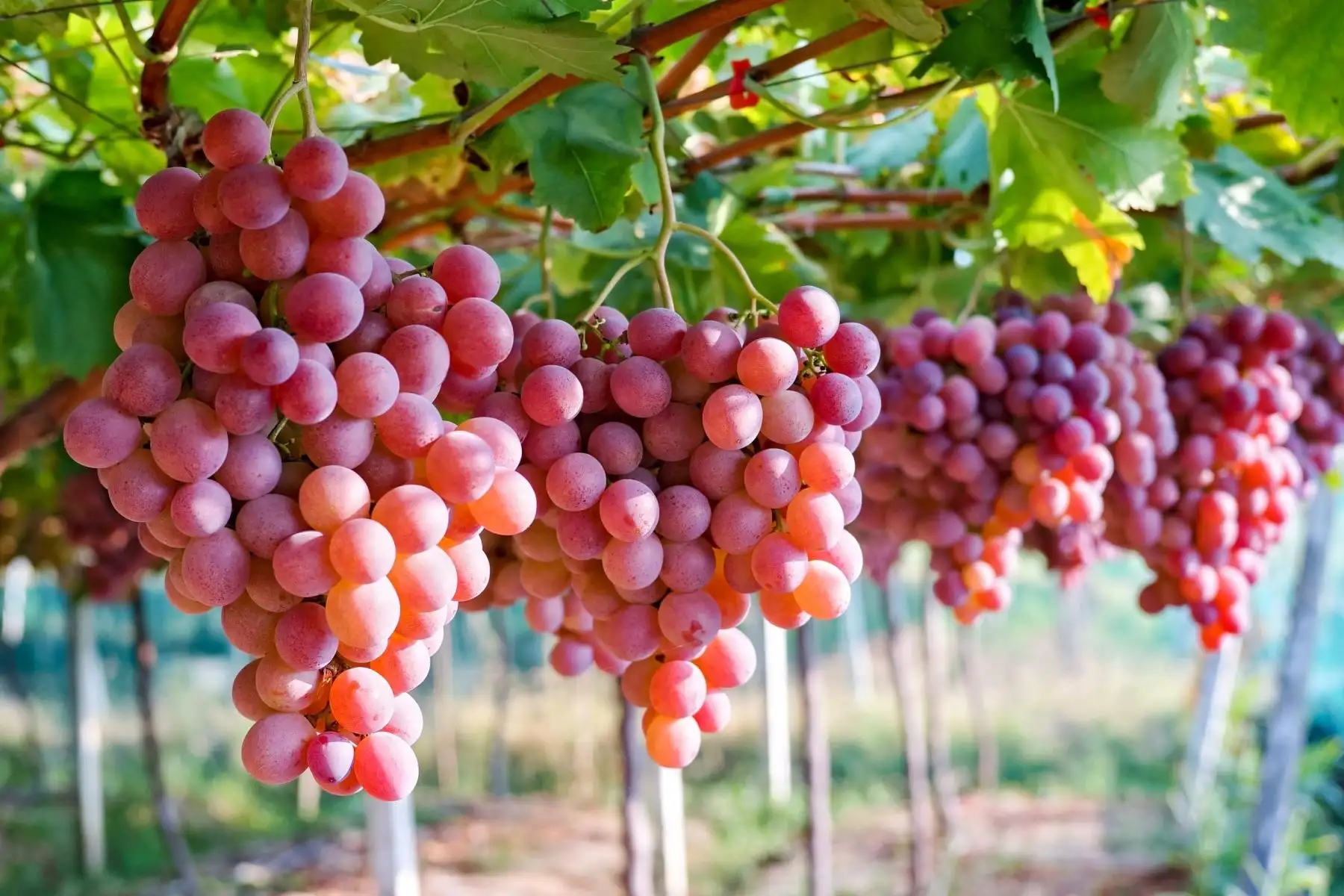 Perú consolida posición de liderazgo mundial en la exportación de frutas frescas