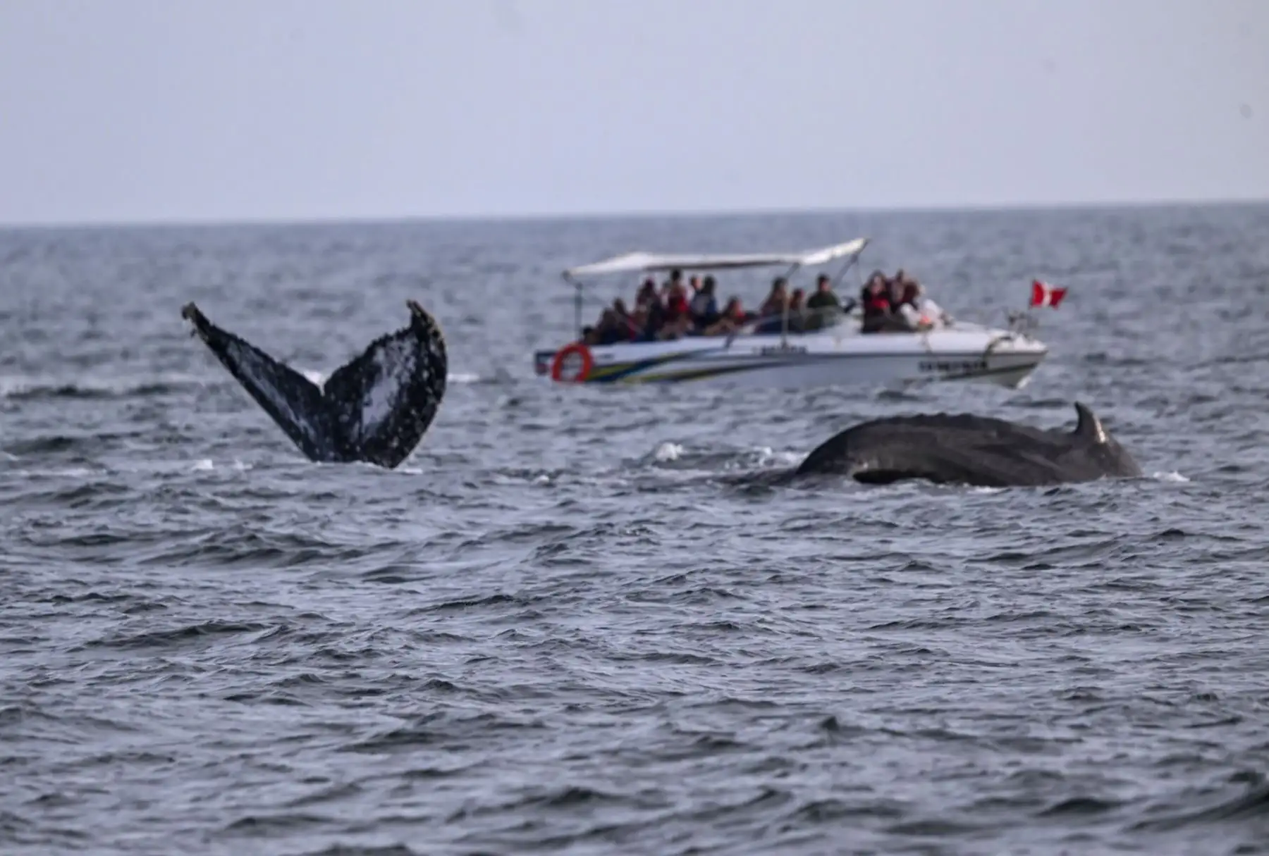 Joya del norte peruano: ¿Qué atractivos únicos alberga Piura que deleitan a sus visitantes